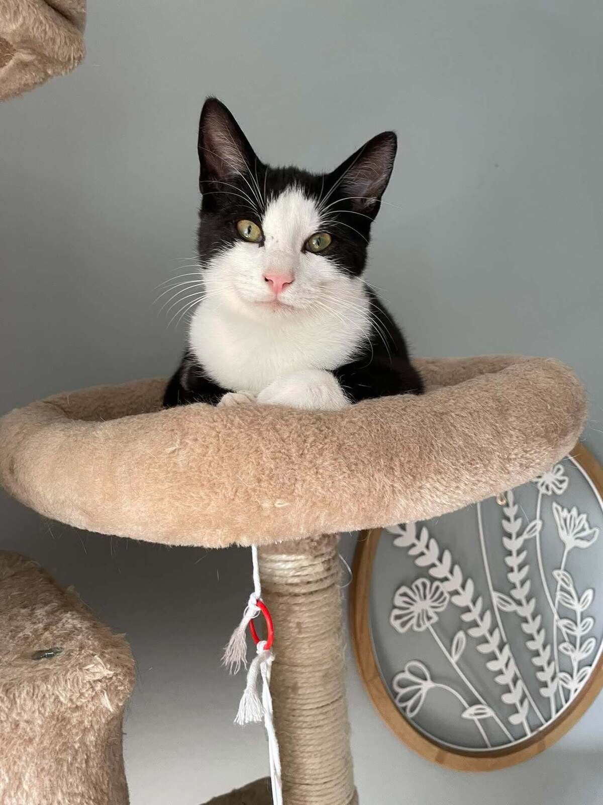 Adoption Flash & Filou