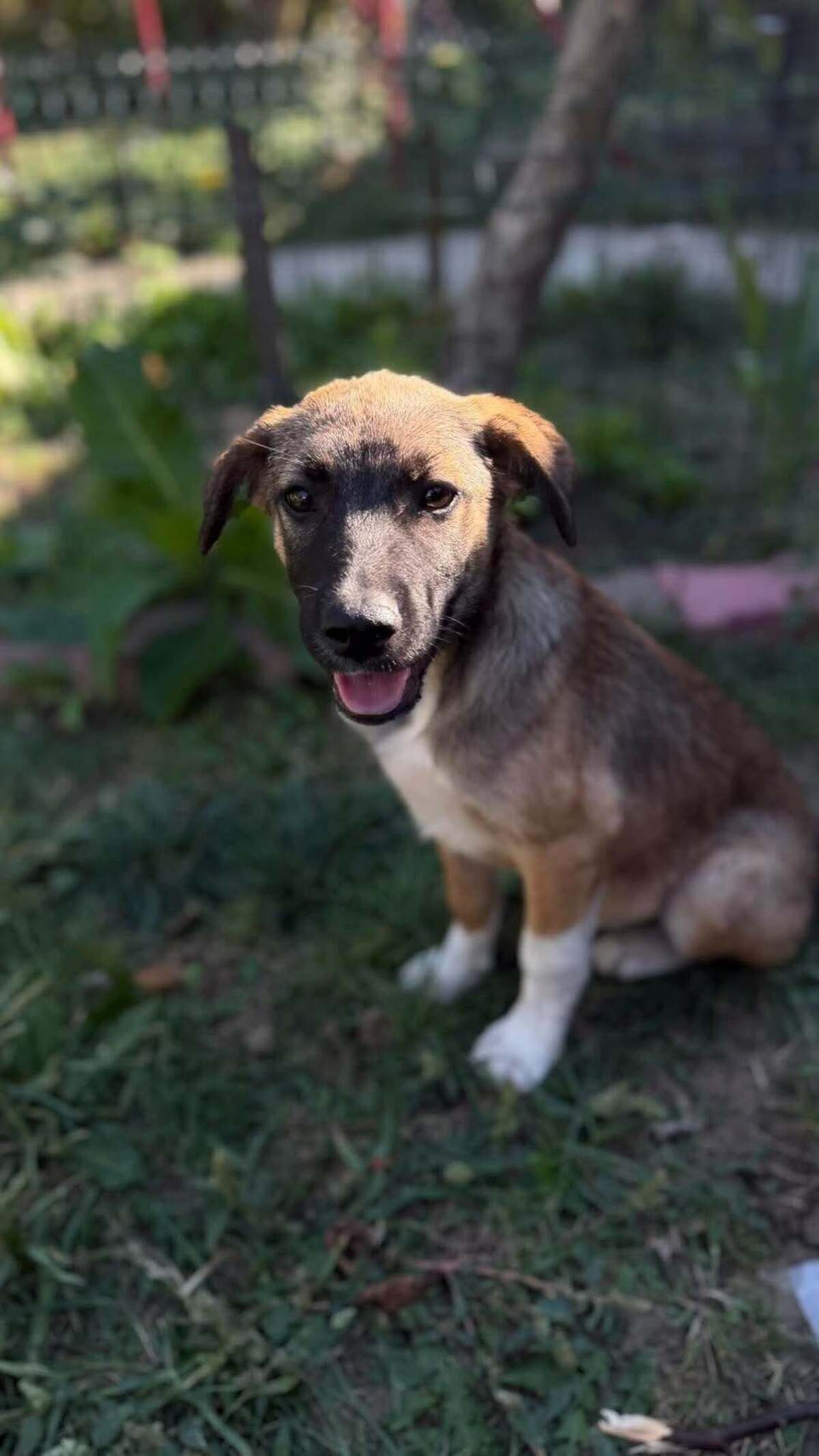 Adoption Saxo