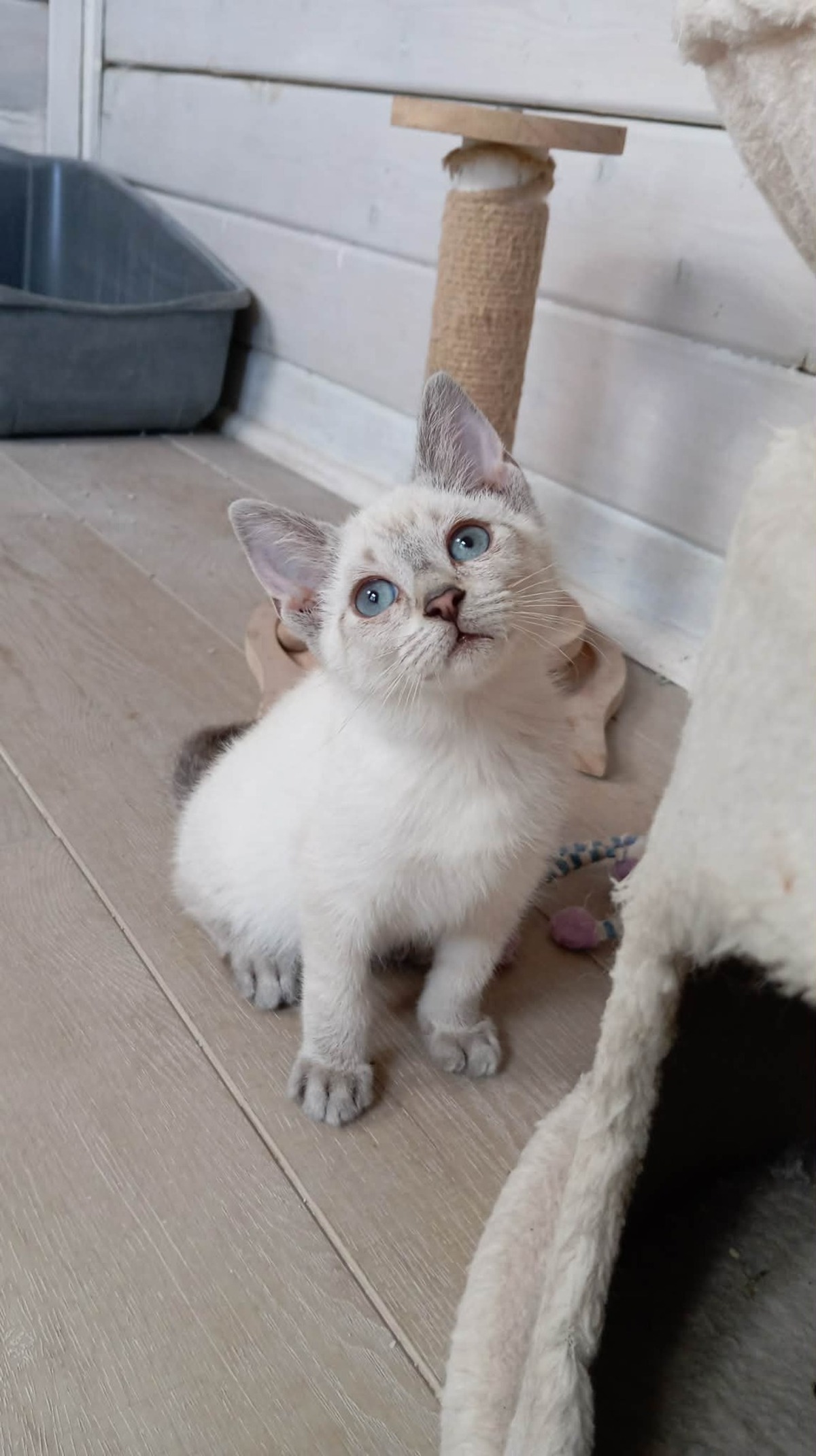 Adoption CHAÏ