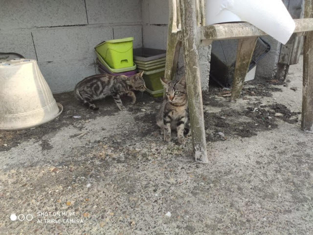 Adoption BOREALE