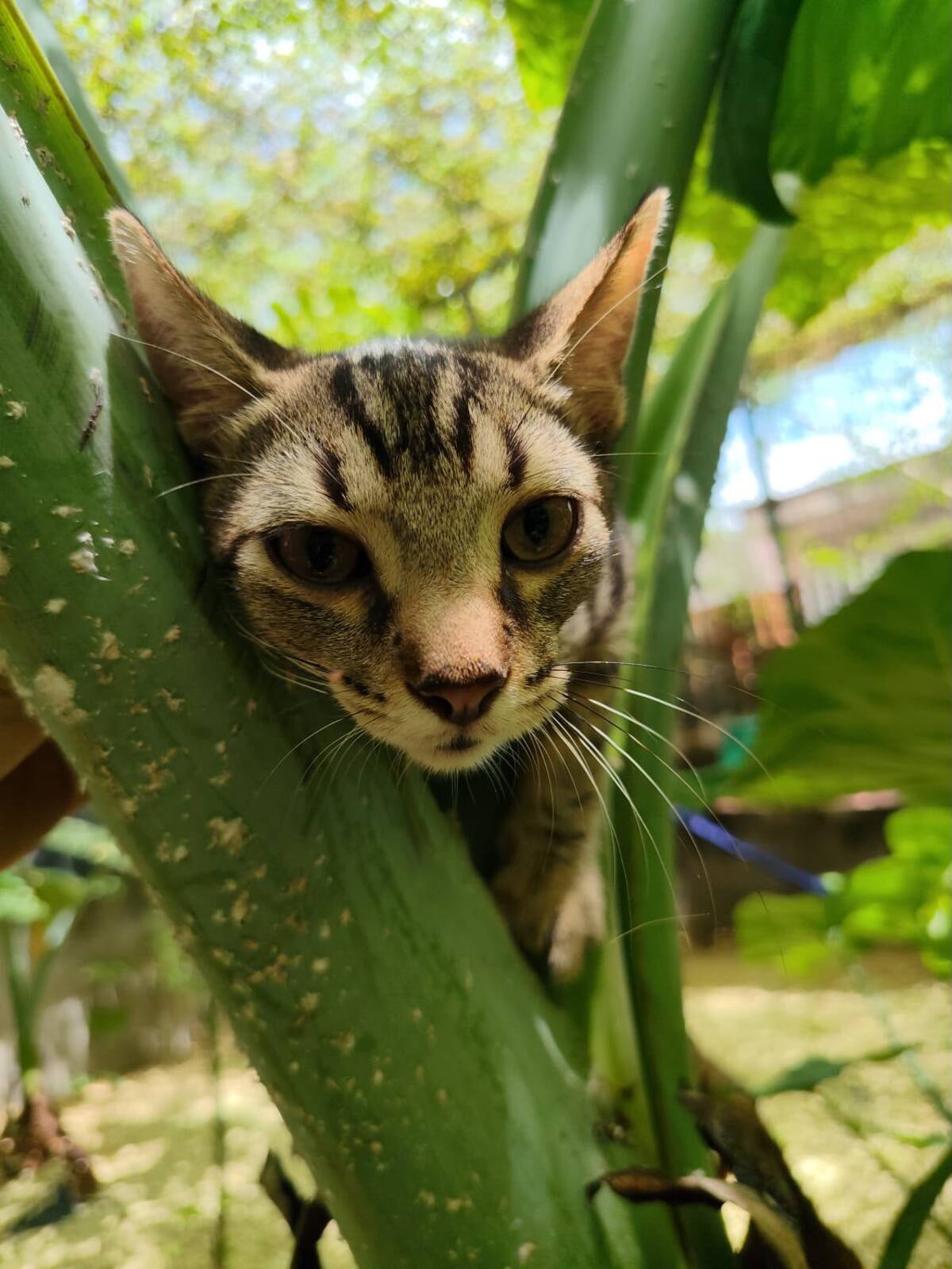Adoption Bandit
