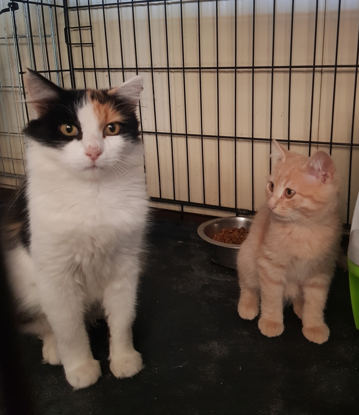 Adoption Sari