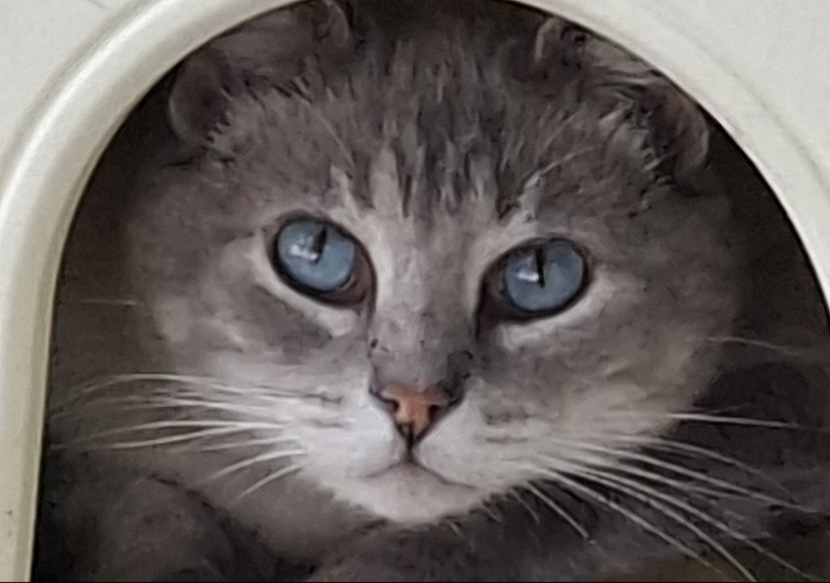 Adoption BIBOU