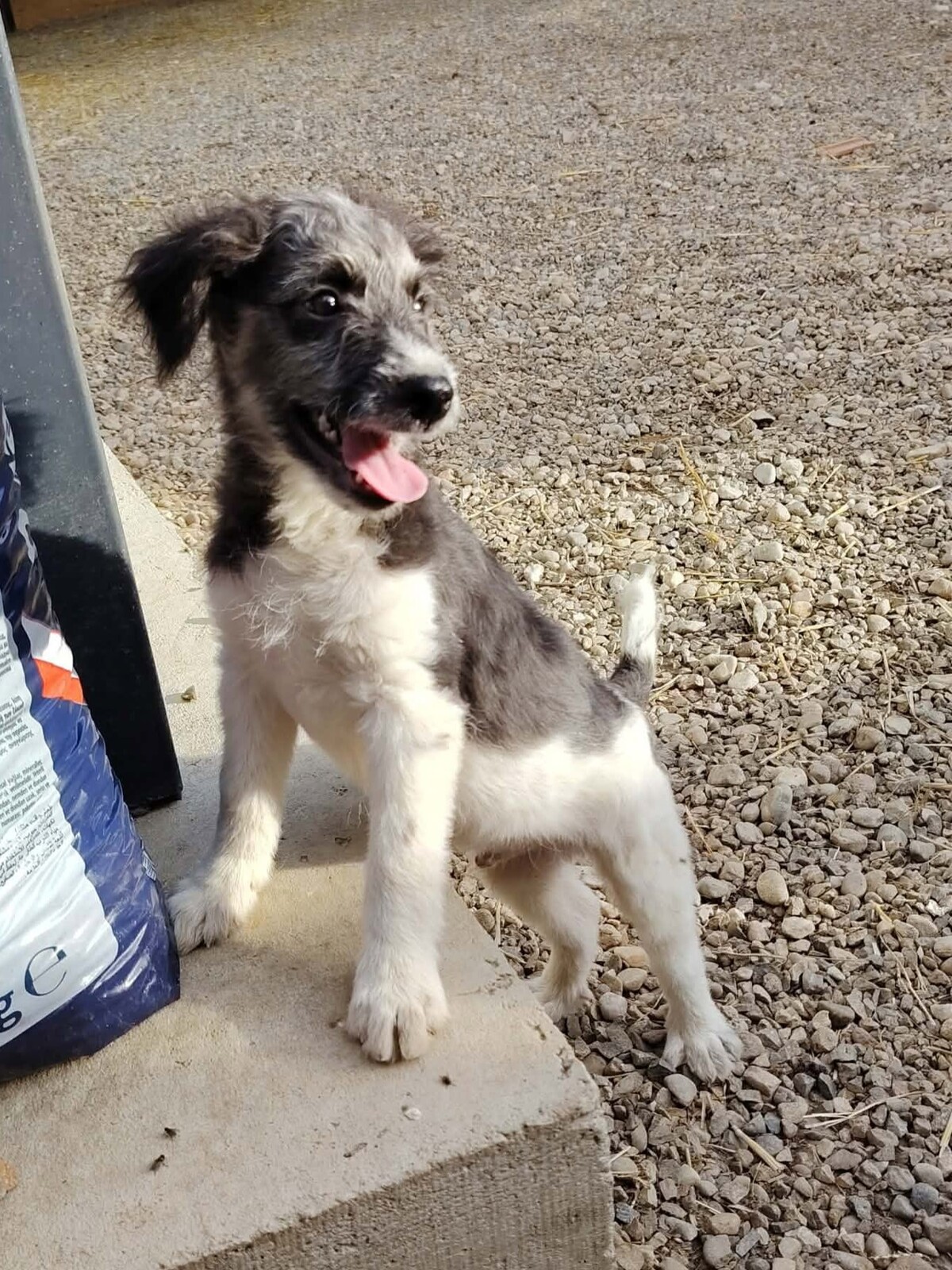 Adoption Muffin