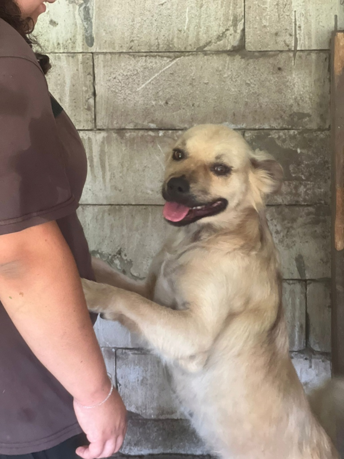 Adoption Gatine