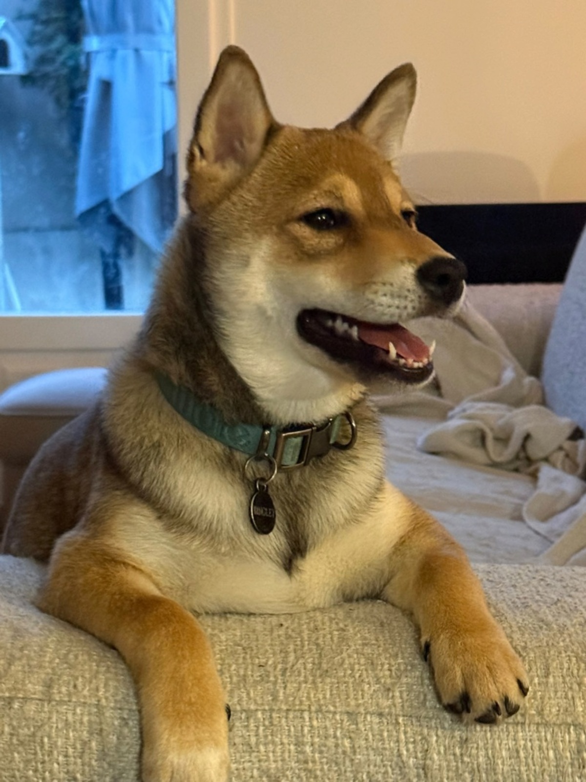Adoption Bingley