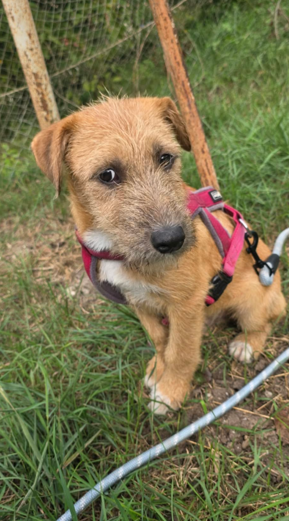 Adoption Kuno