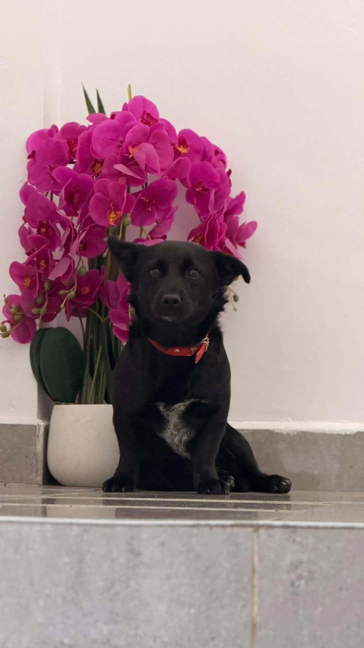 Adoption Voodoo