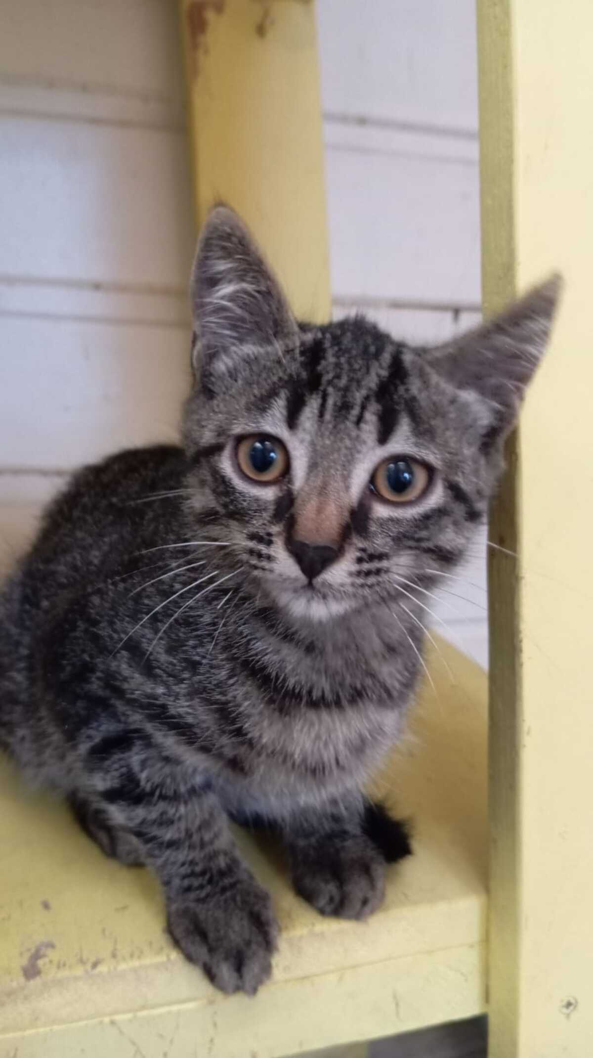 Adoption Malo