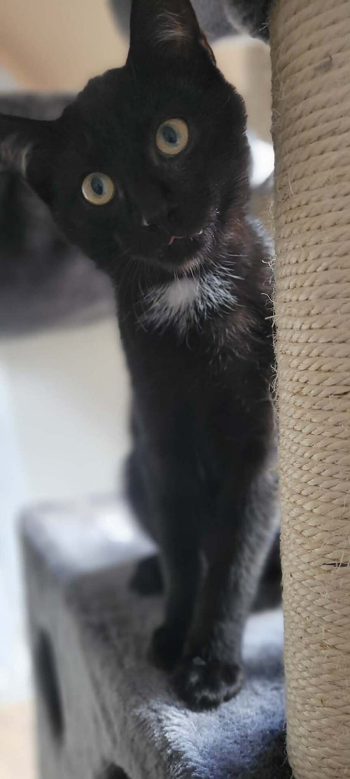 Adoption Boléro