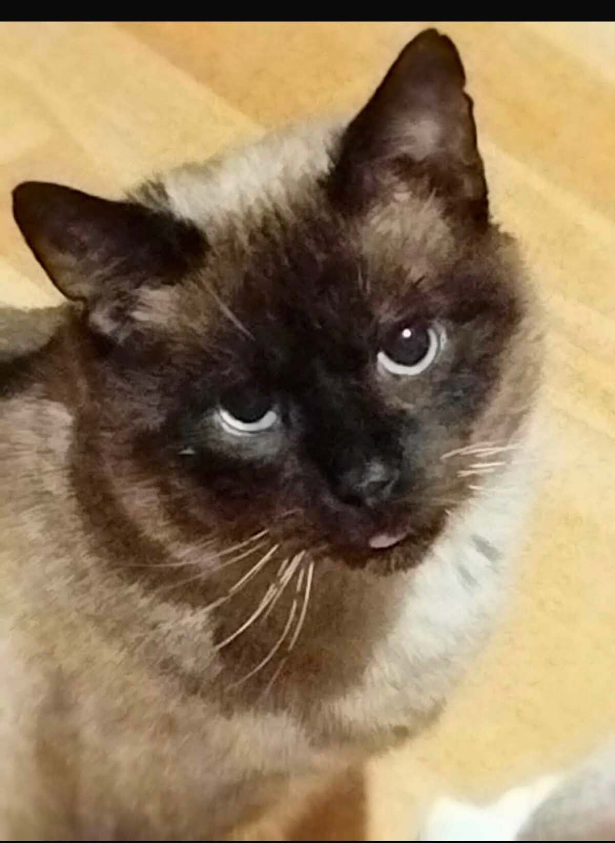 Adoption LOKI