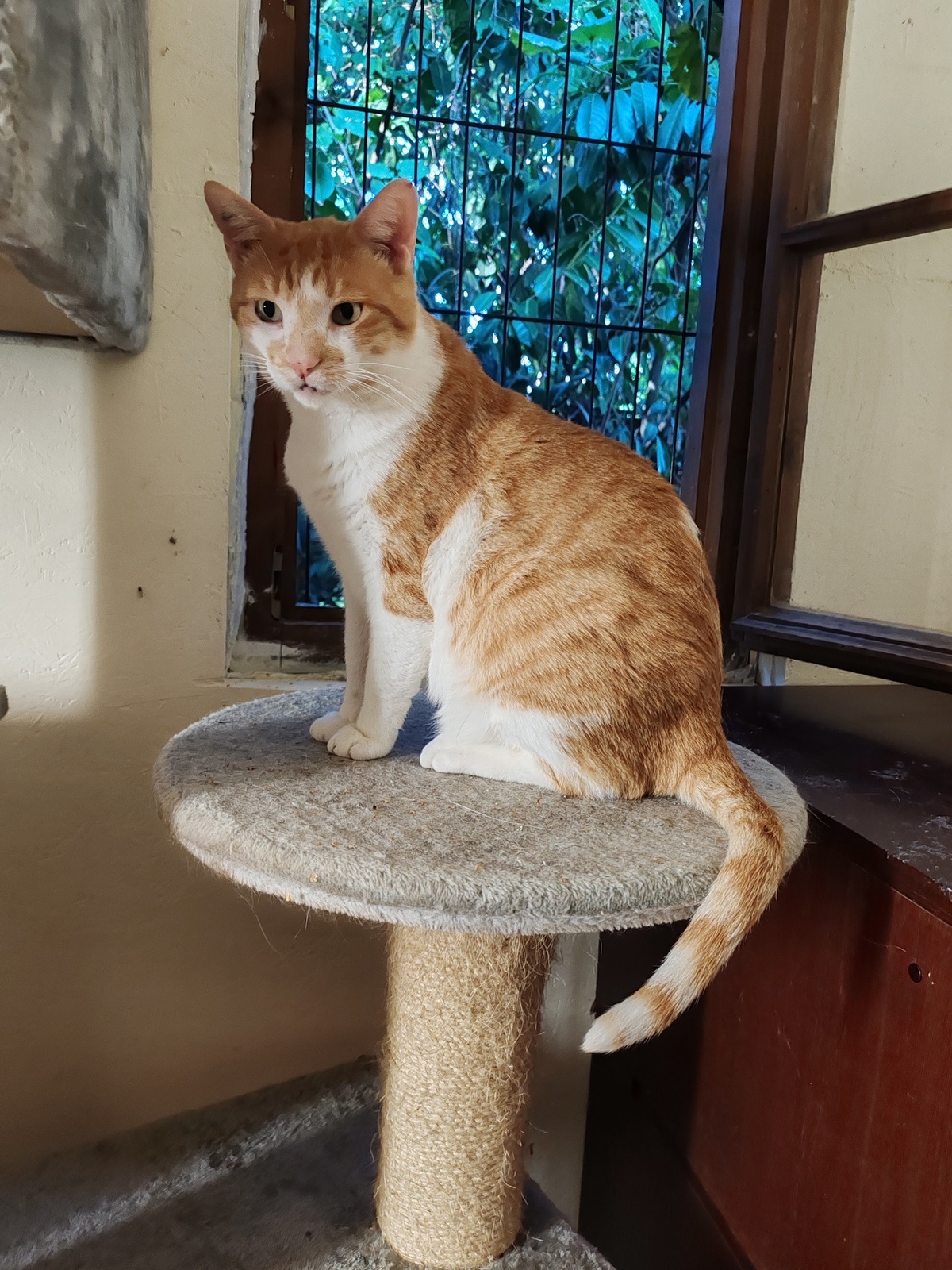 Adoption Dalian