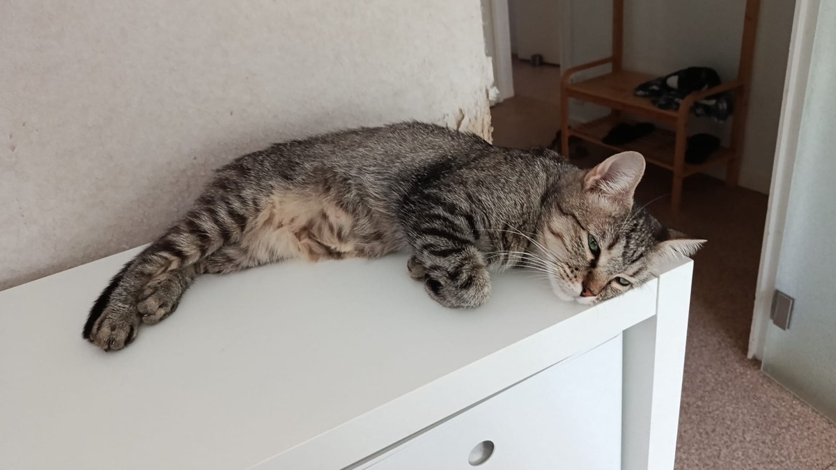 Adoption Dollie