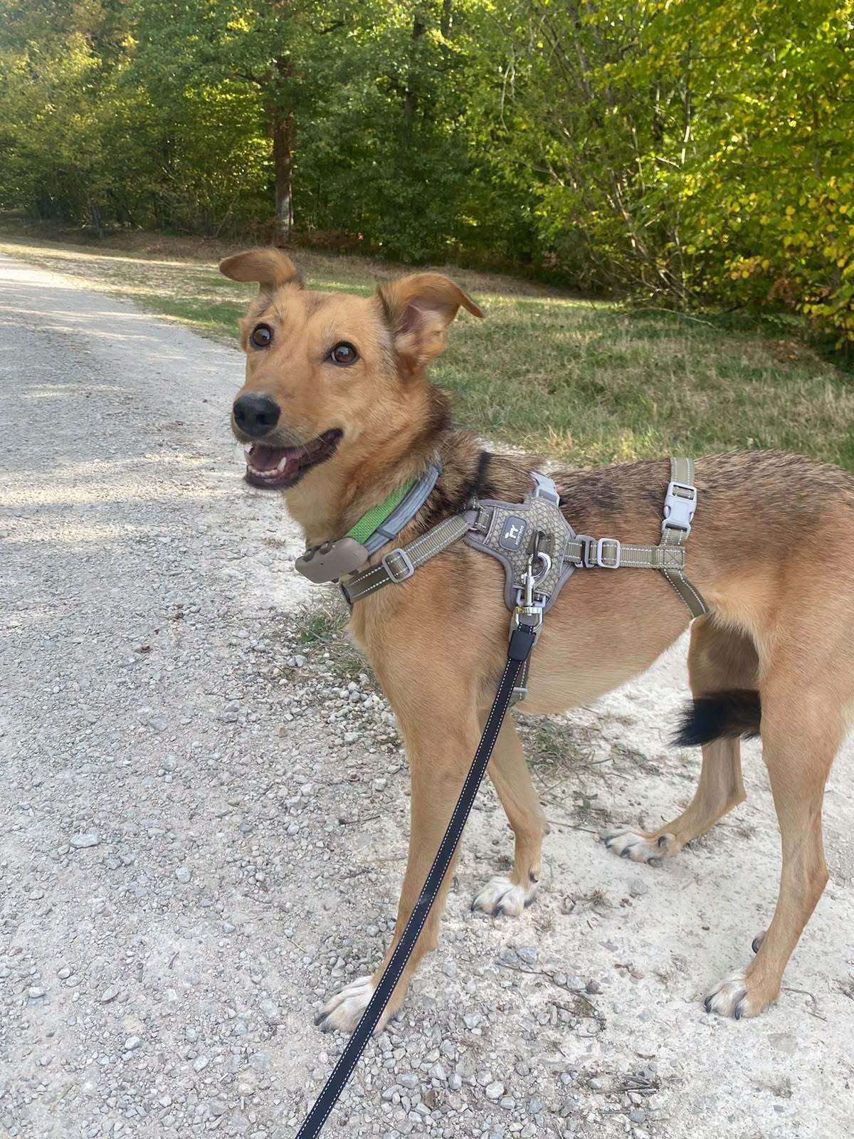 Adoption Yashka