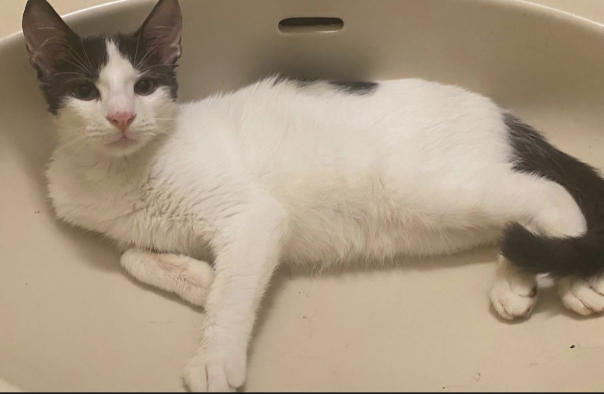 Adoption Pity