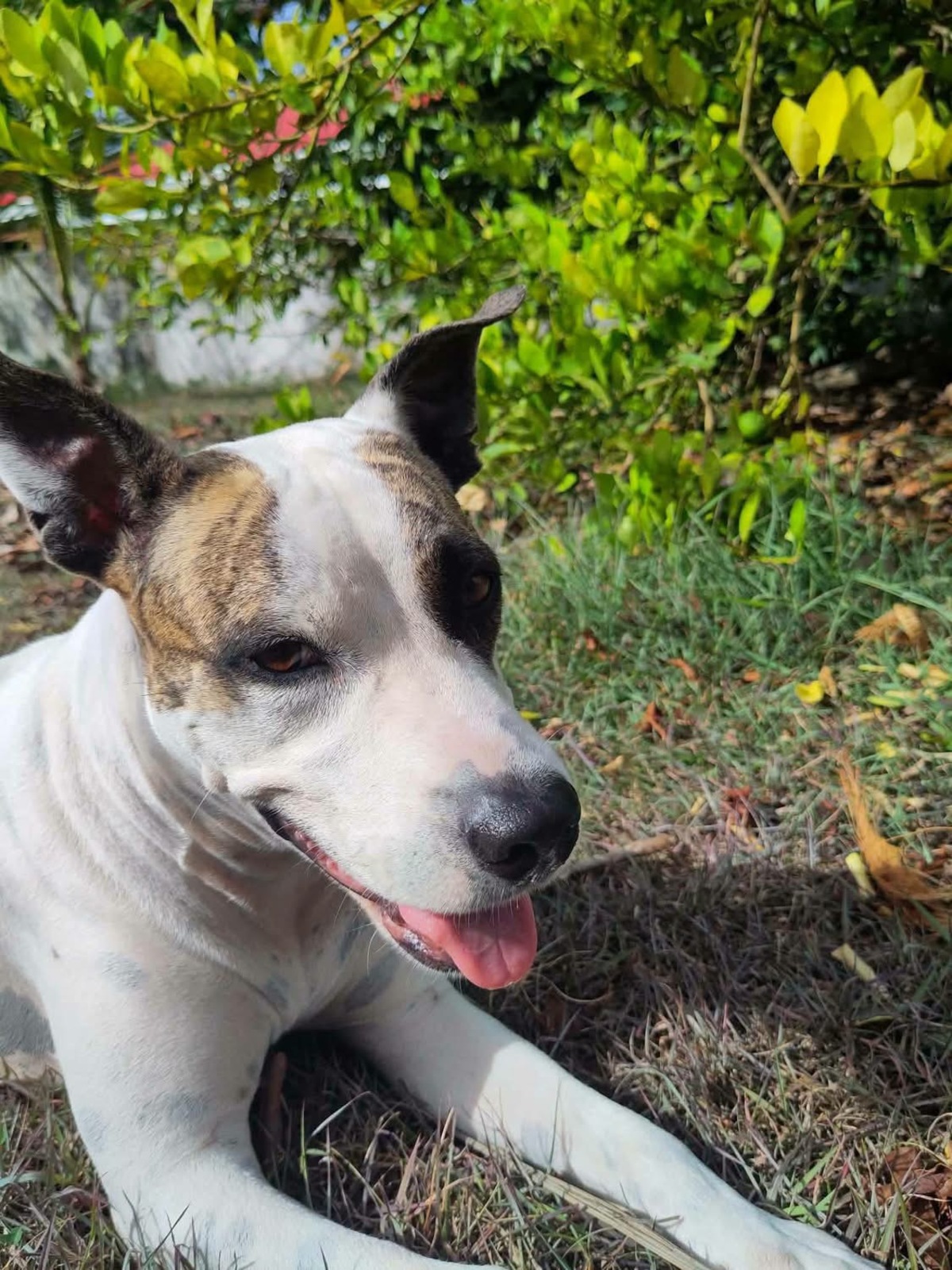 Adoption Hanae