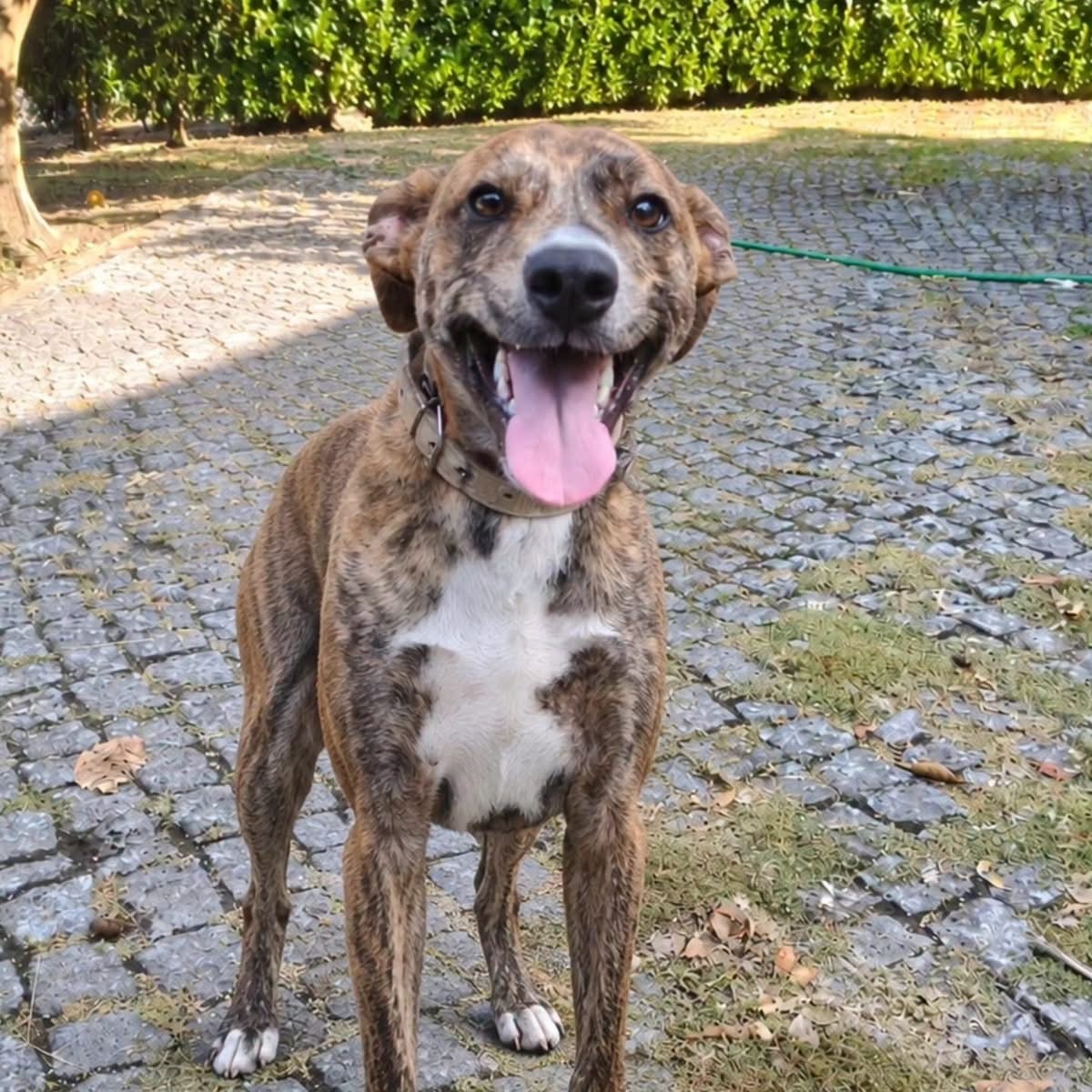 Adoption Teddy