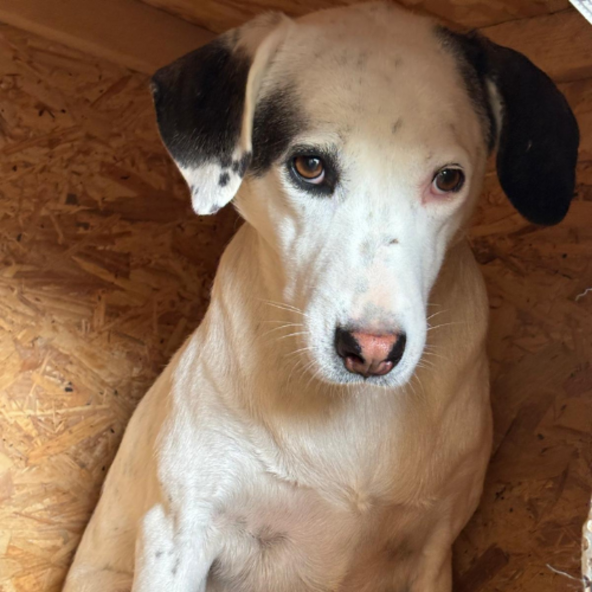 Adoption Ula