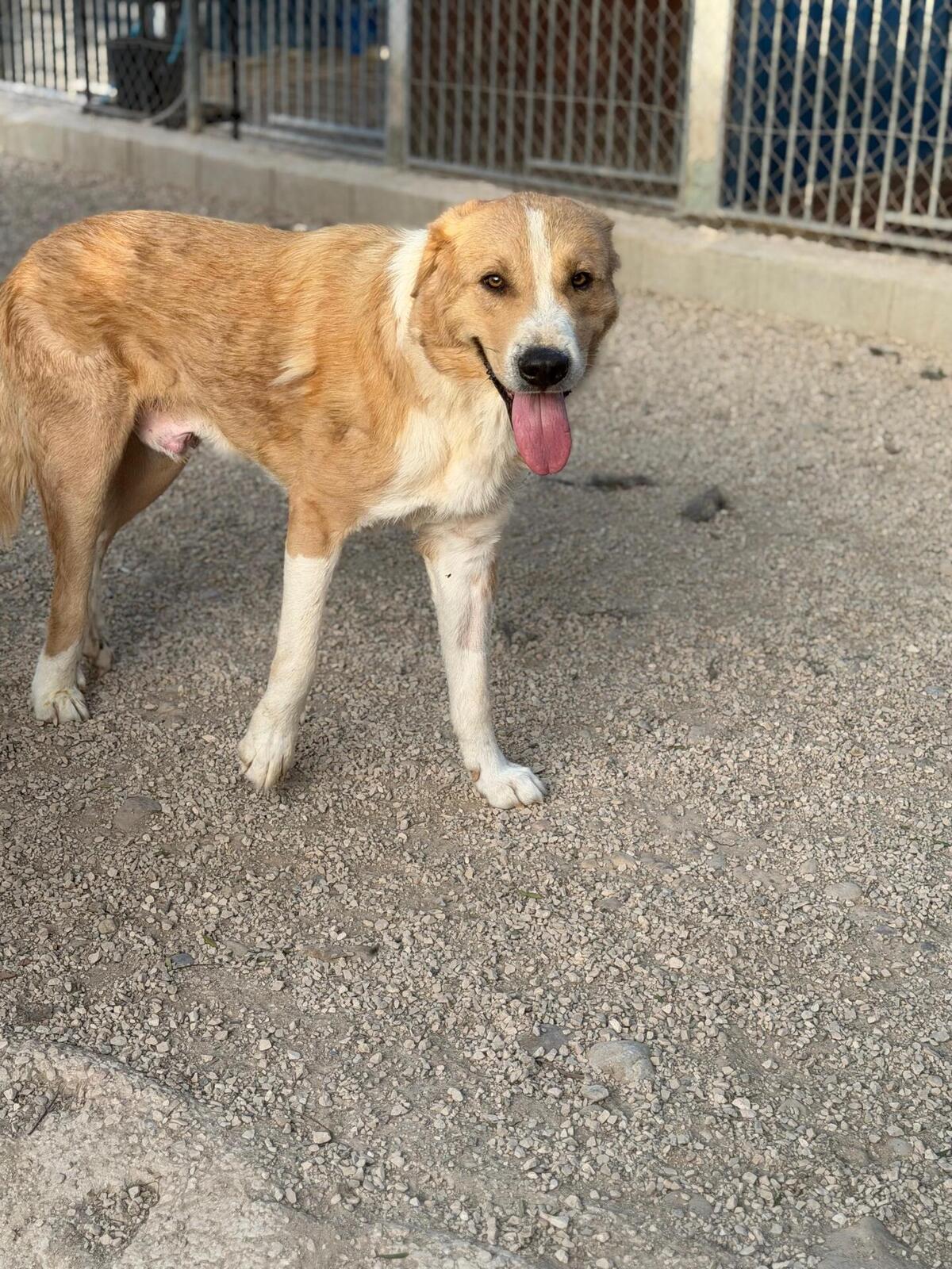 Adoption Guapo