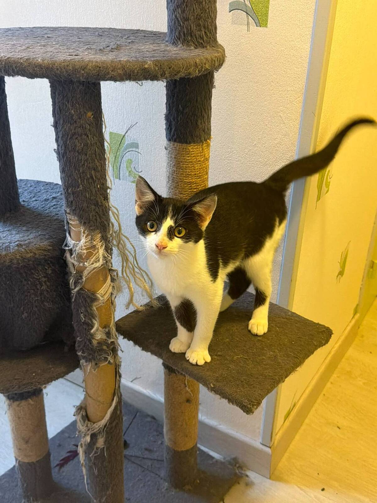 Adoption Blume