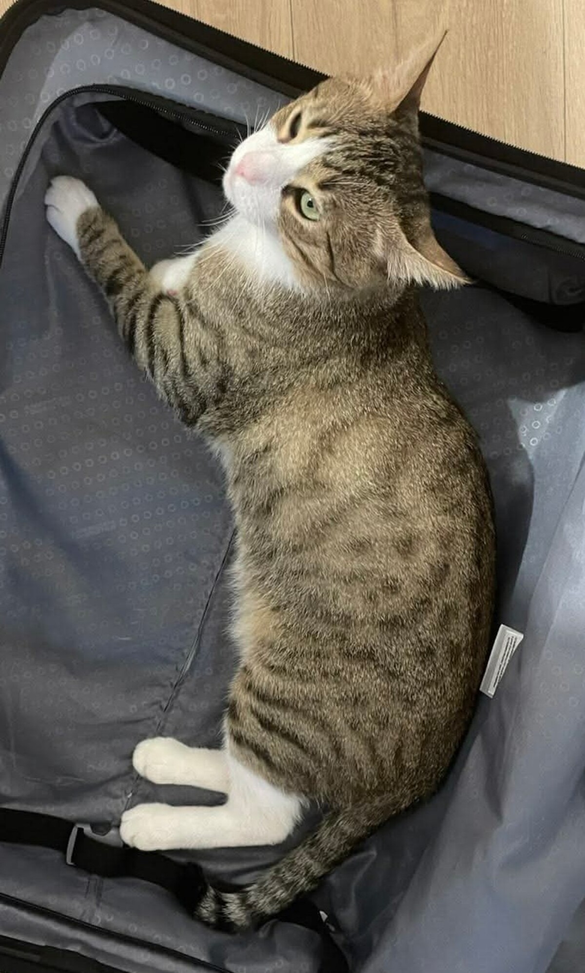 Adoption Tommy