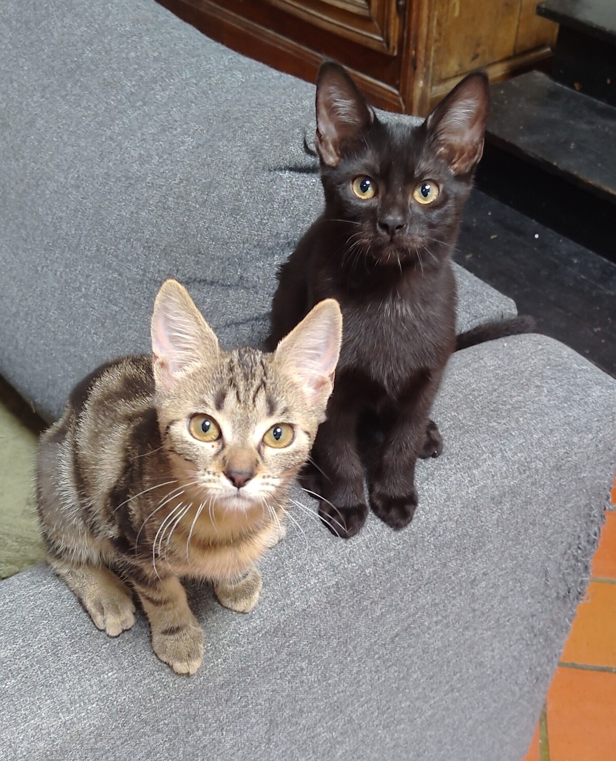 Adoption BLUE et BOBBY