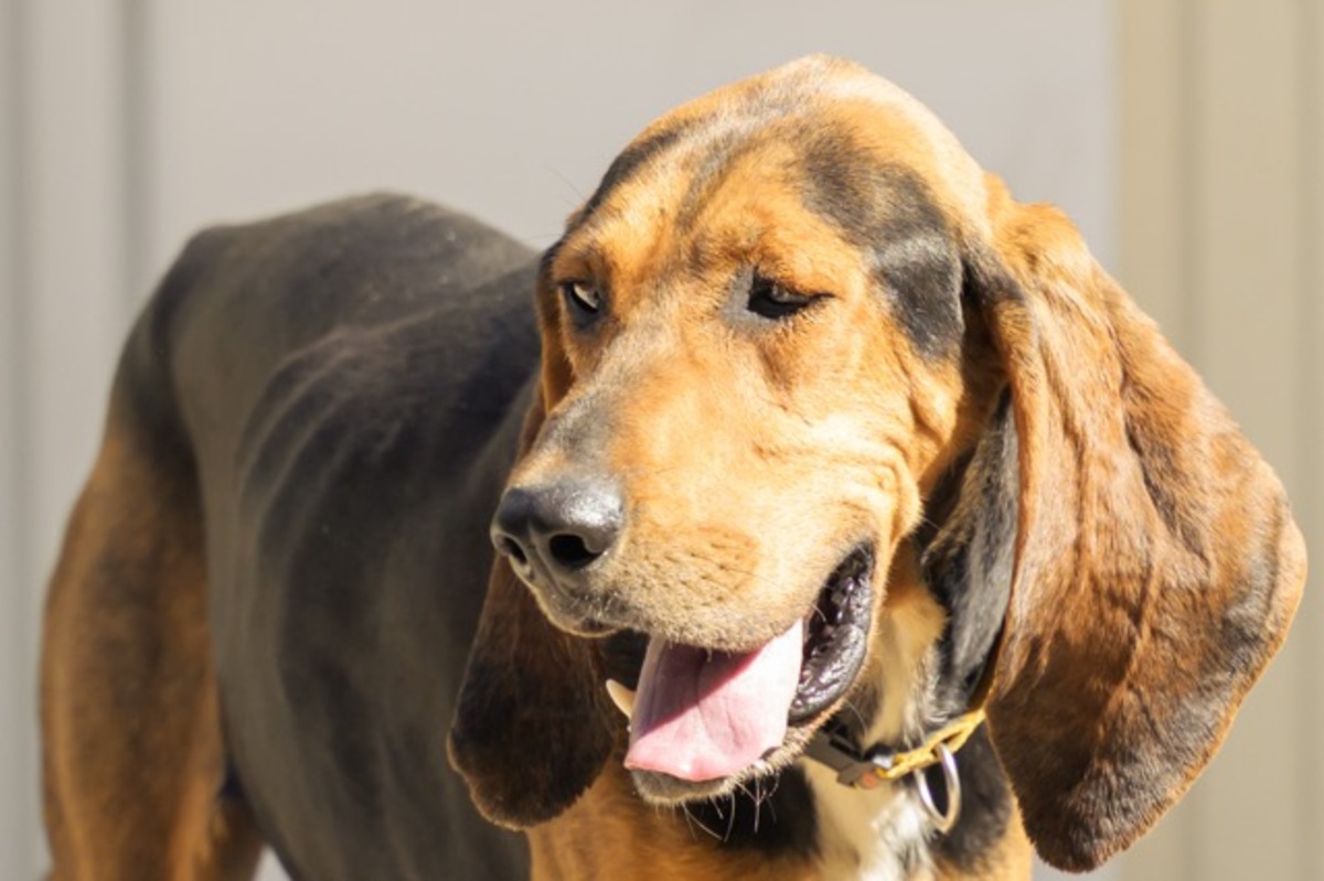 Adoption Bonny