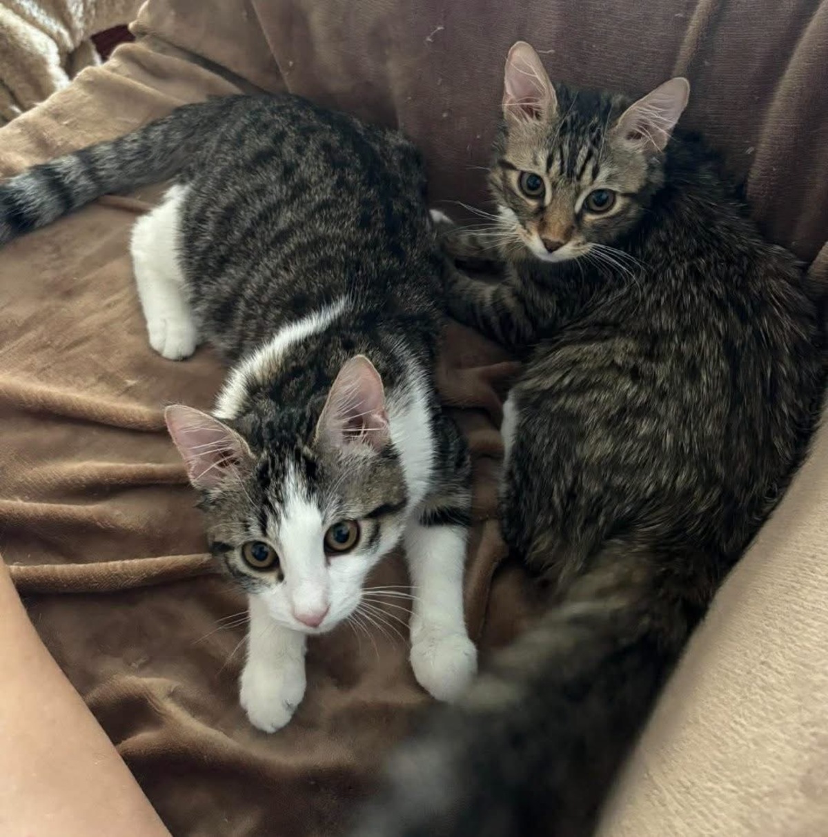 Adoption Jace et Fisher 