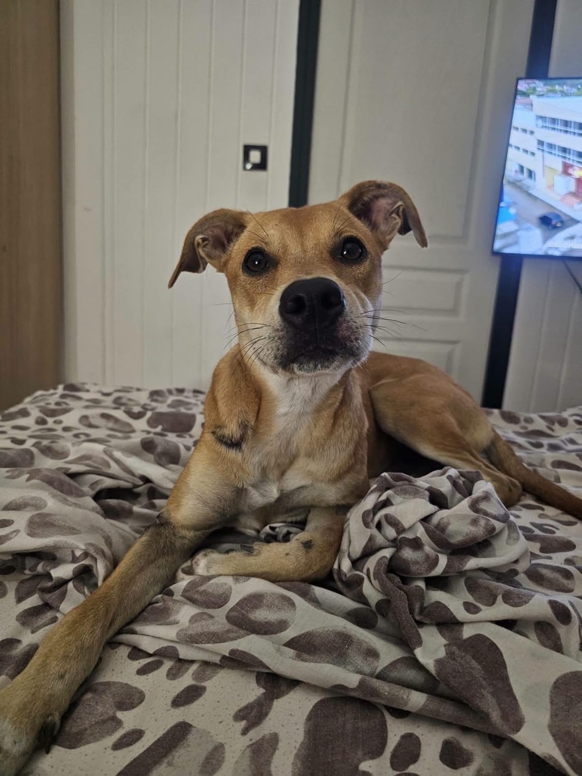 Adoption Yuna