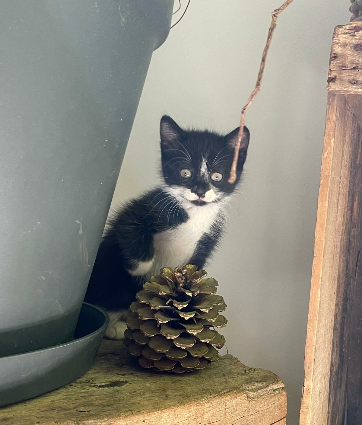 Adoption Minuï