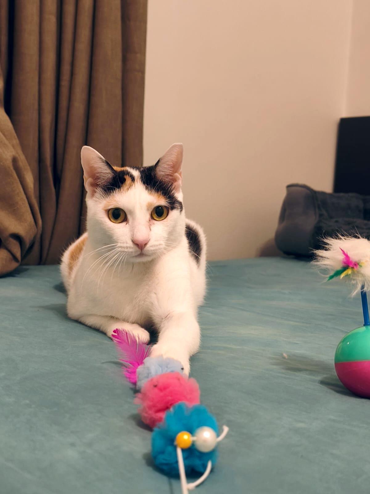 Adoption Lola