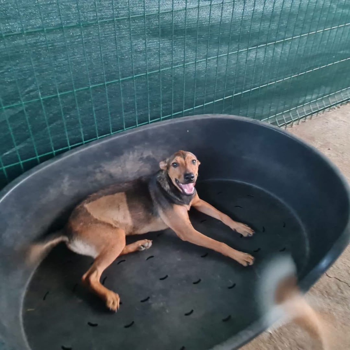 Adoption Paprika