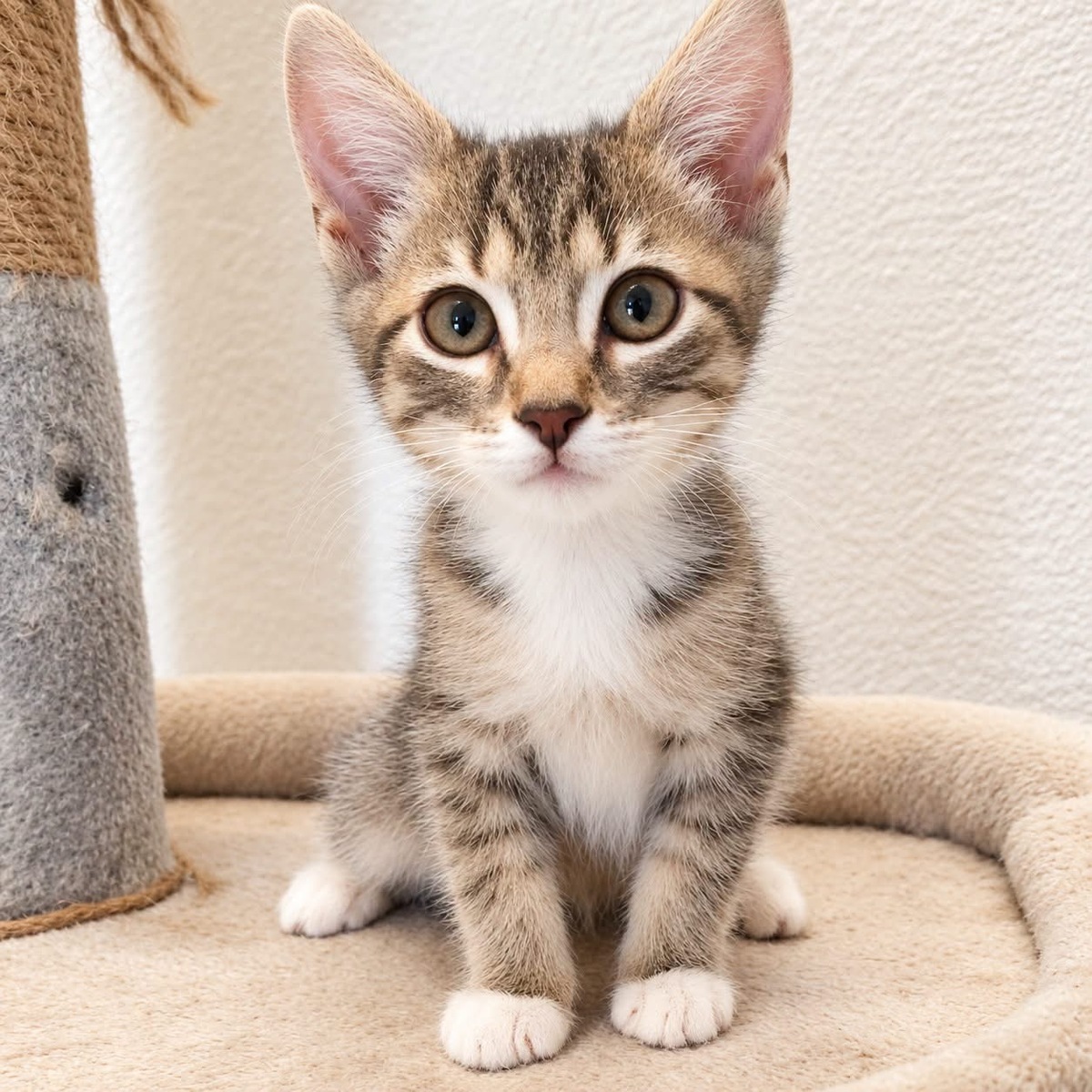 Adoption Tigris