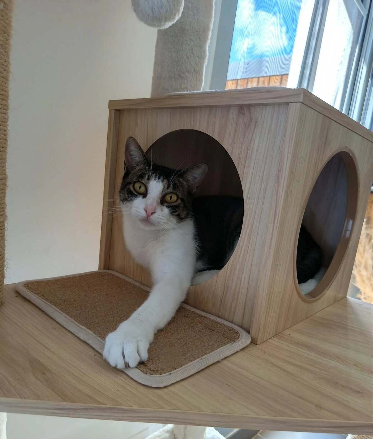 Adoption Mila