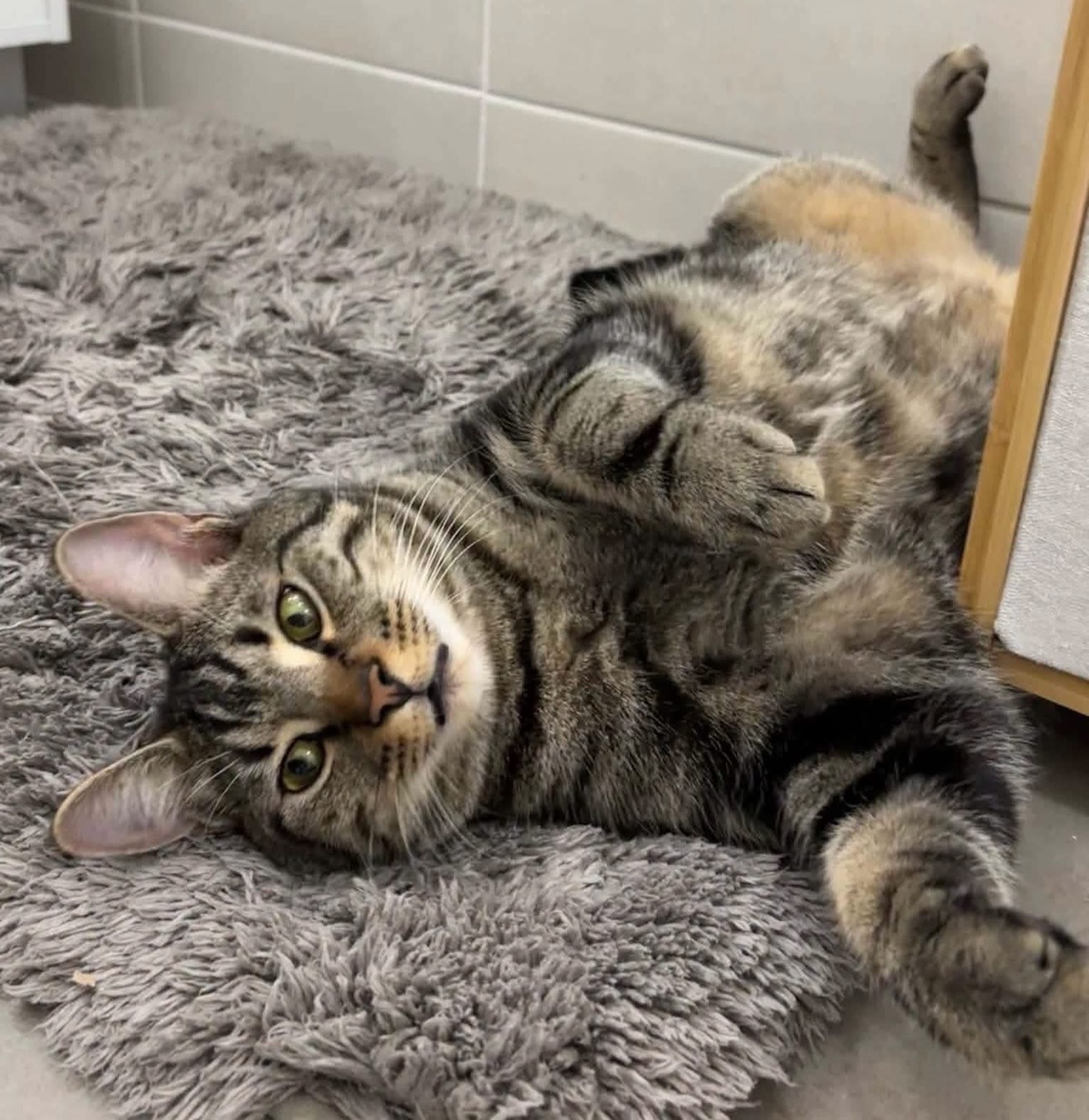 Adoption Qita