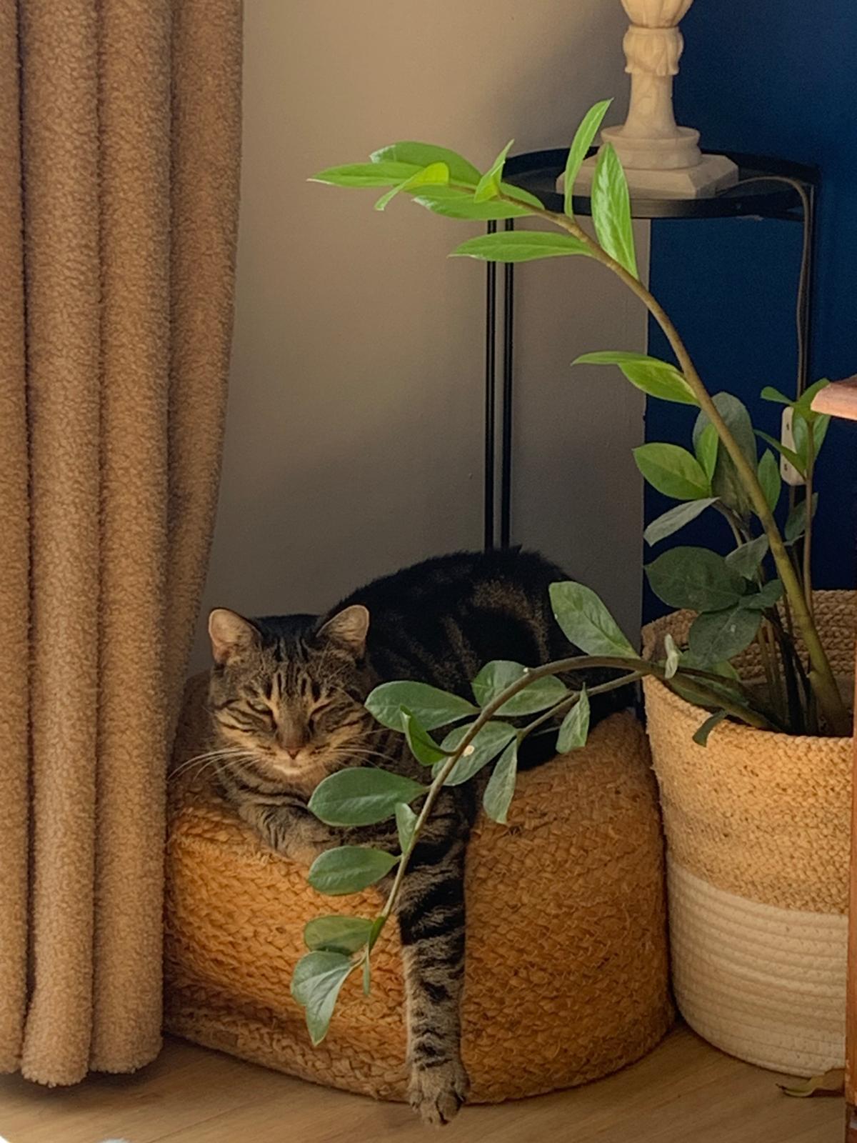 Adoption Athena