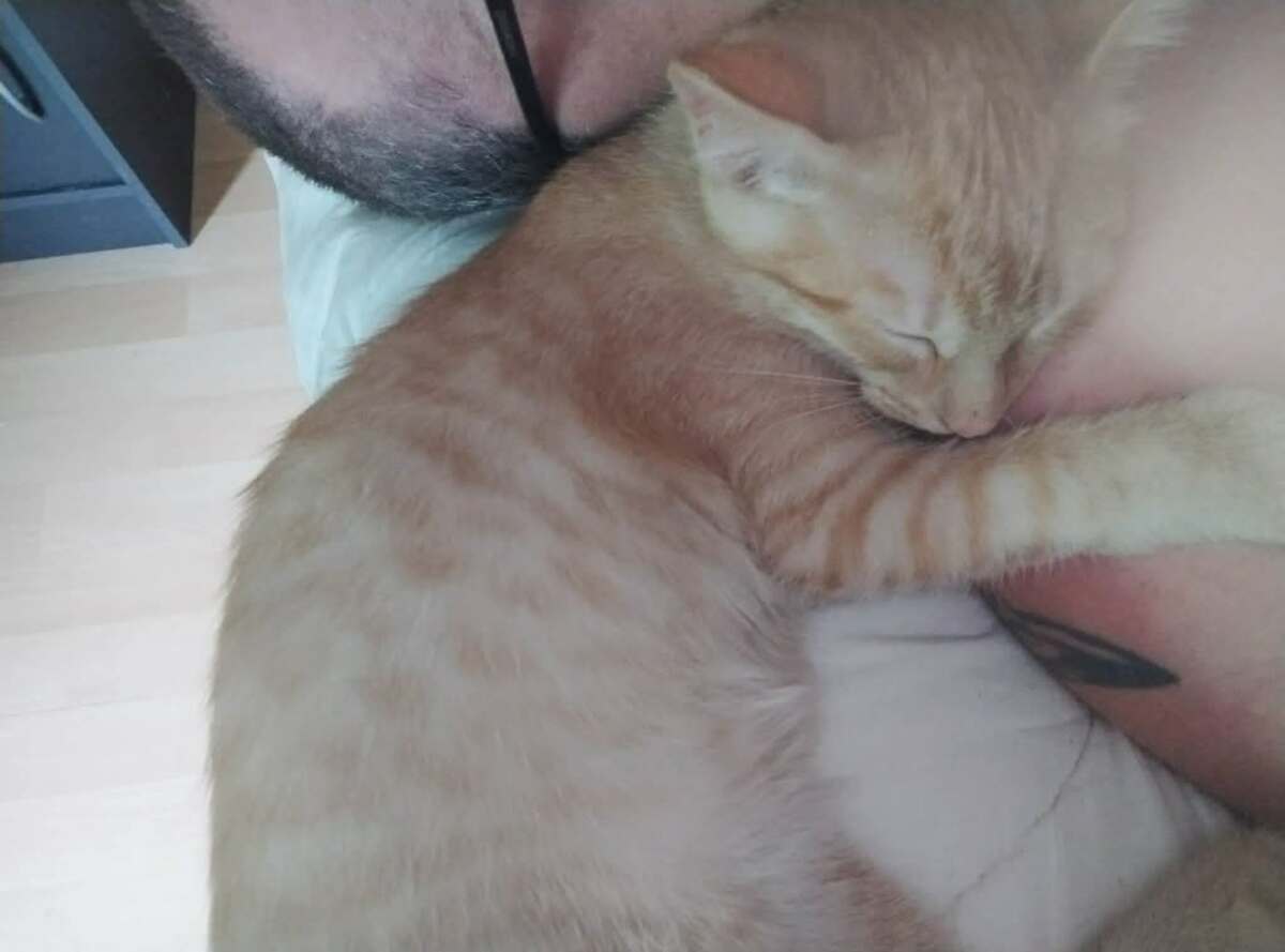 Adoption BRETZEL