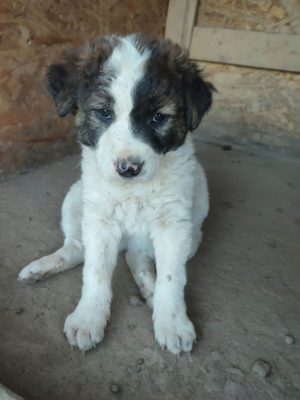 Adoption Chiots