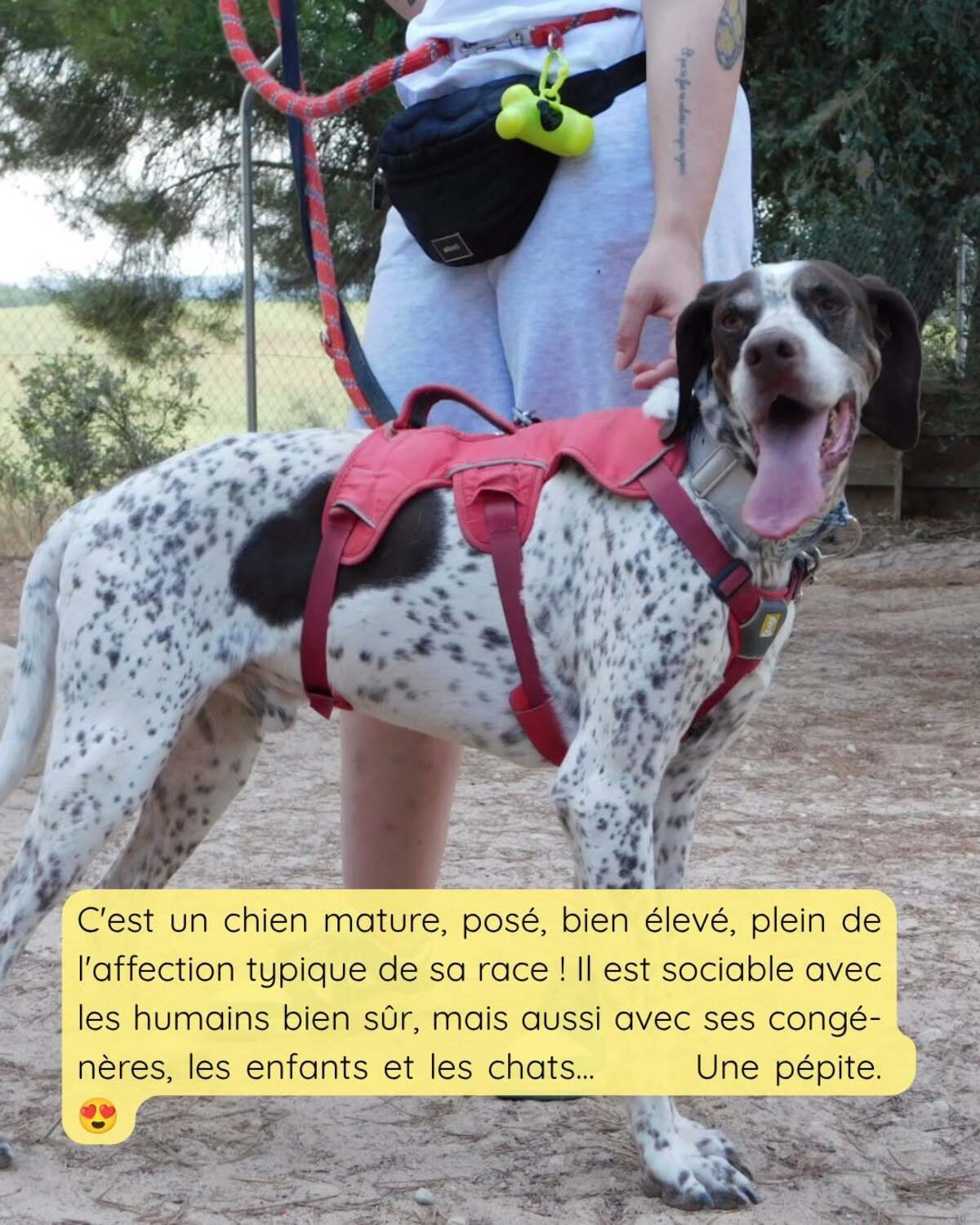Adoption Azor