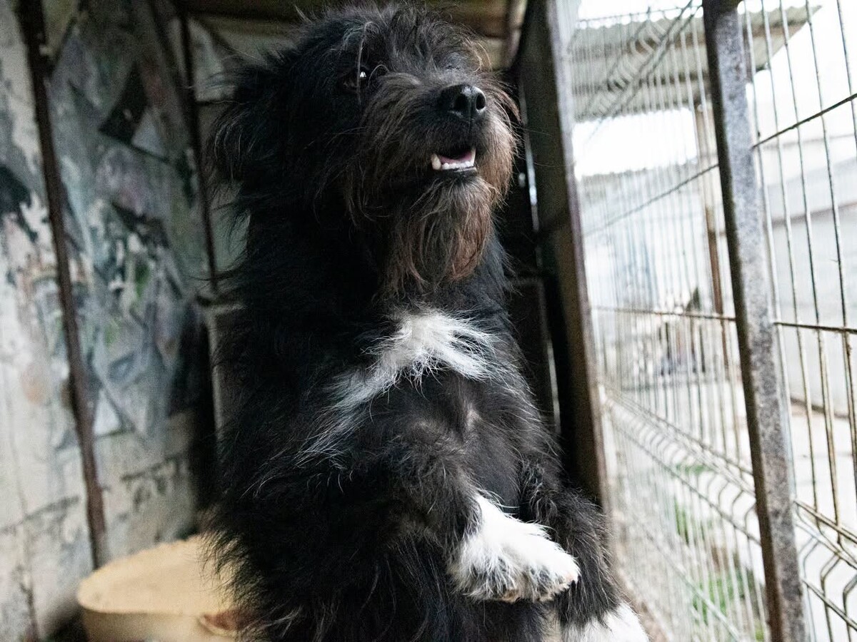 Adoption Rita
