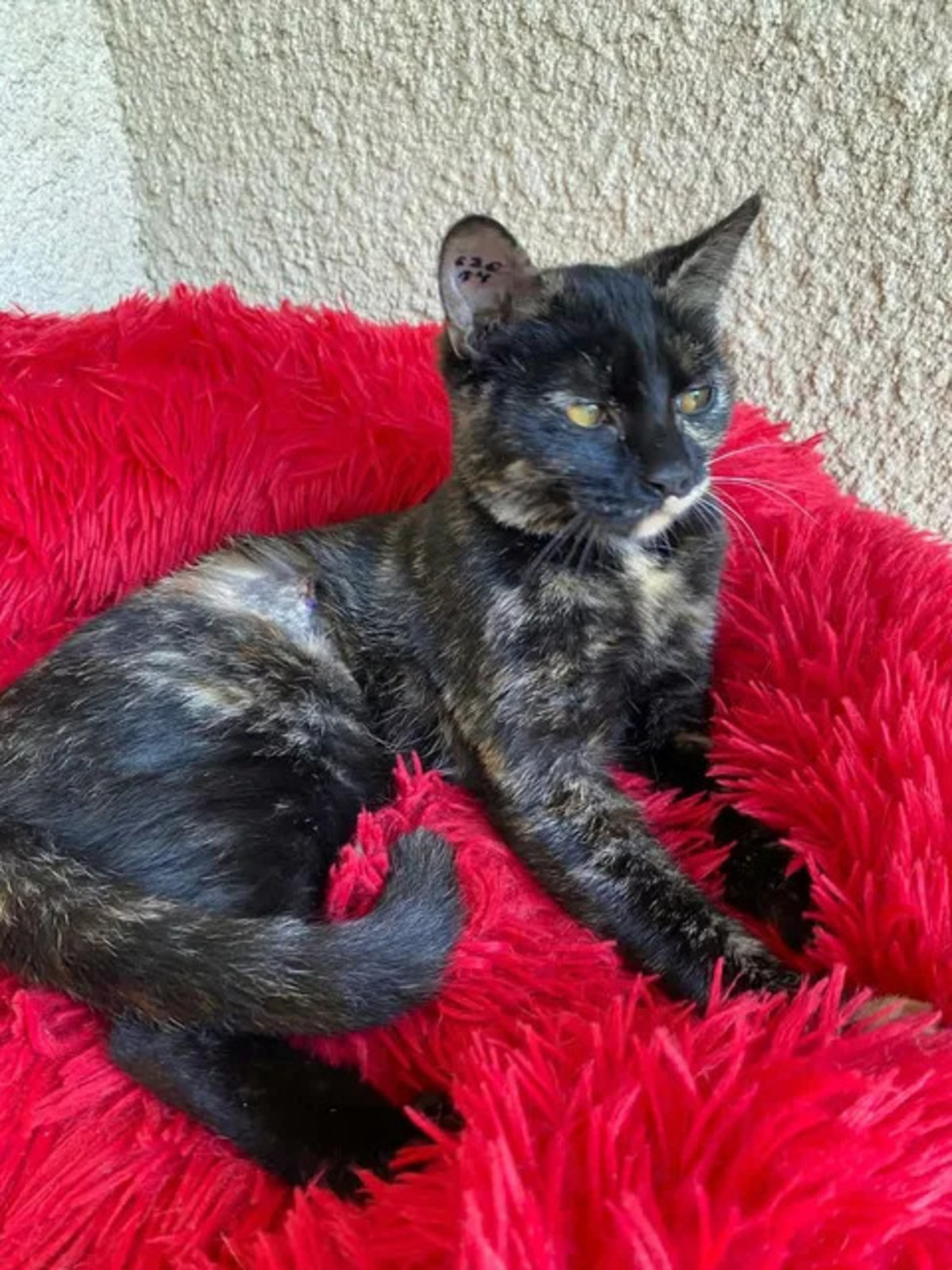 Adoption Bonnie