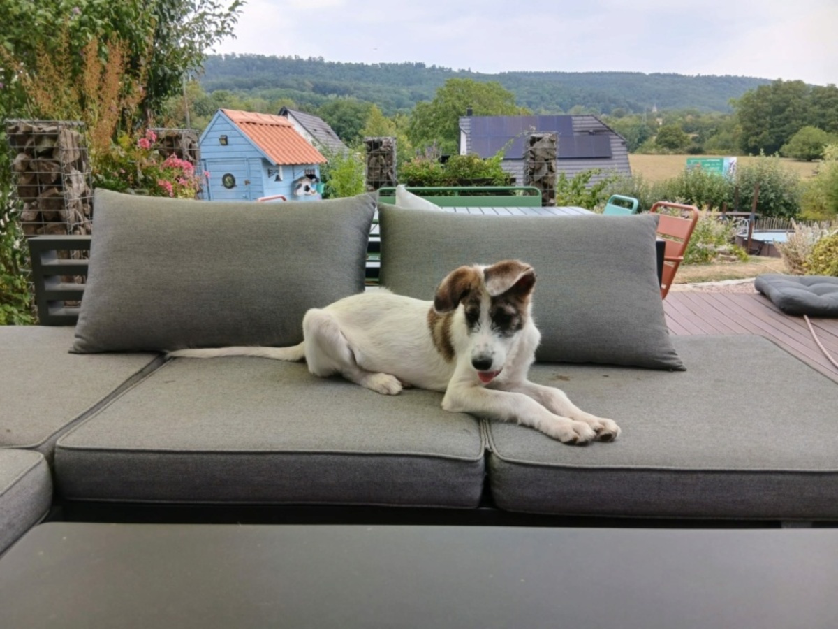 Adoption Olow