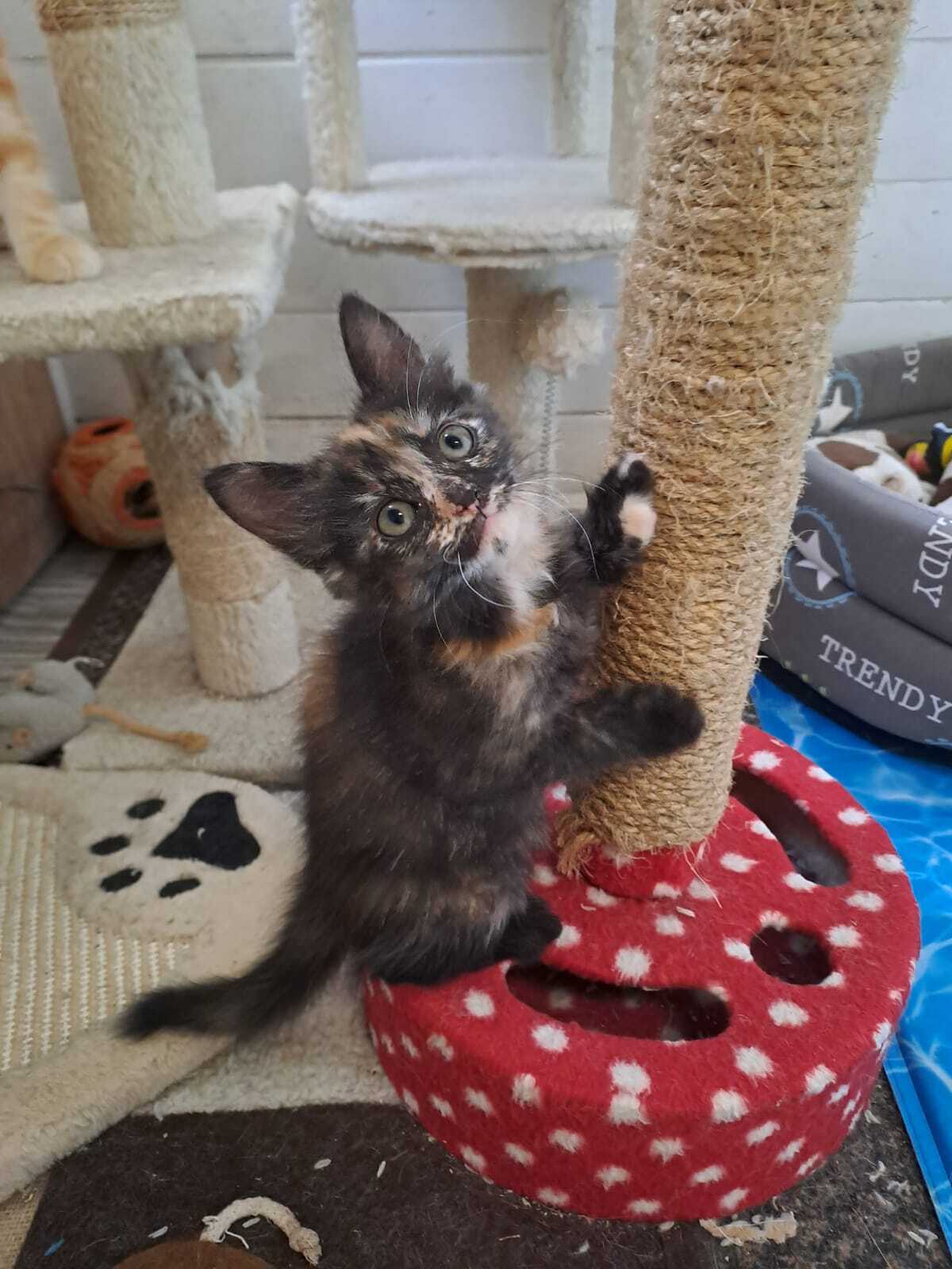 Adoption Eclipse