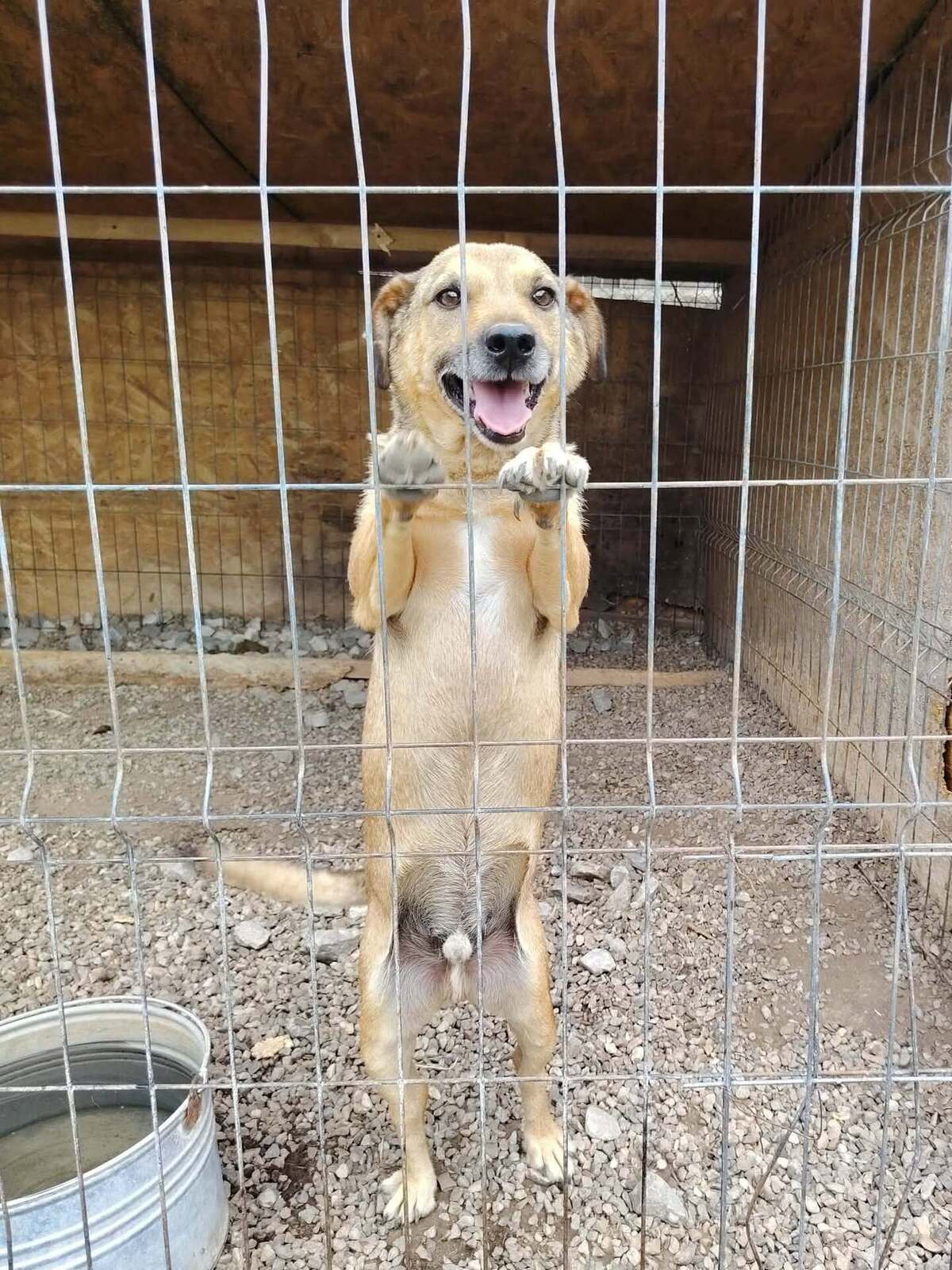 Adoption Buzz