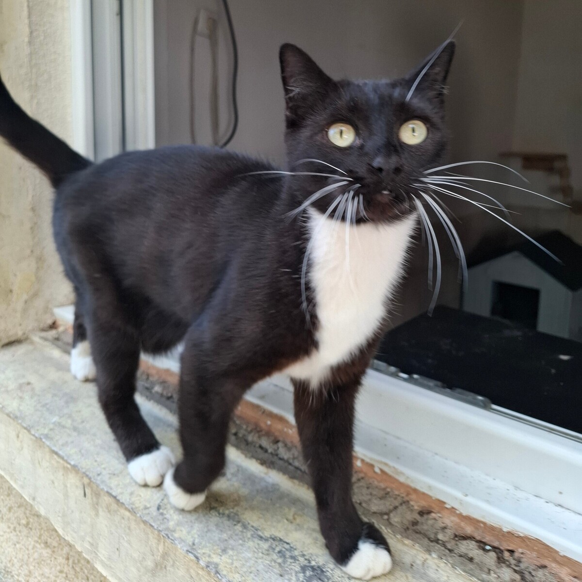 Adoption Basiléa