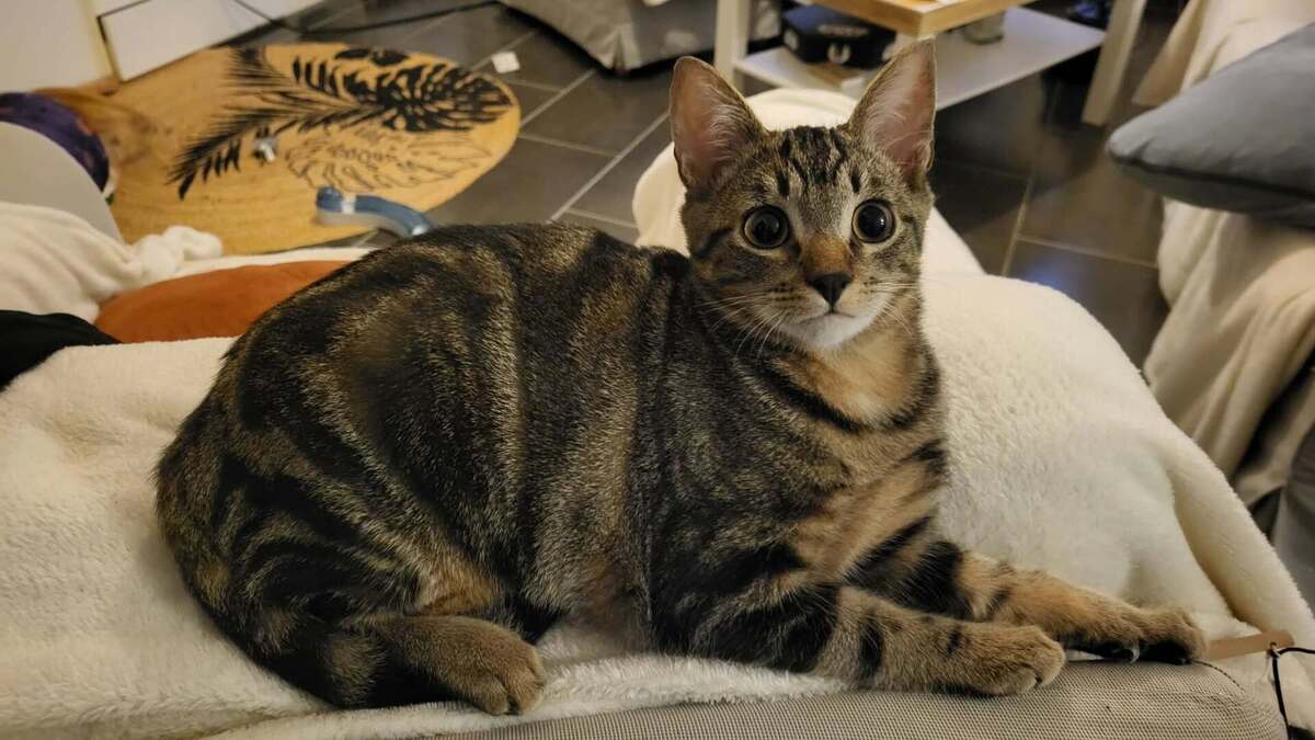 Adoption Buck