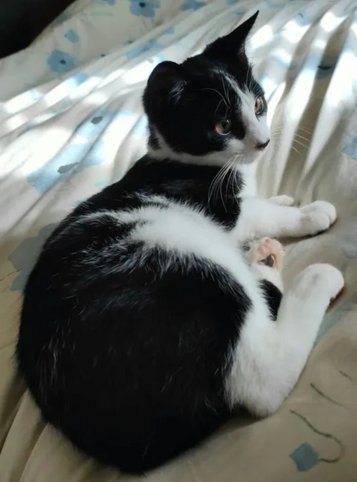 Adoption Willy