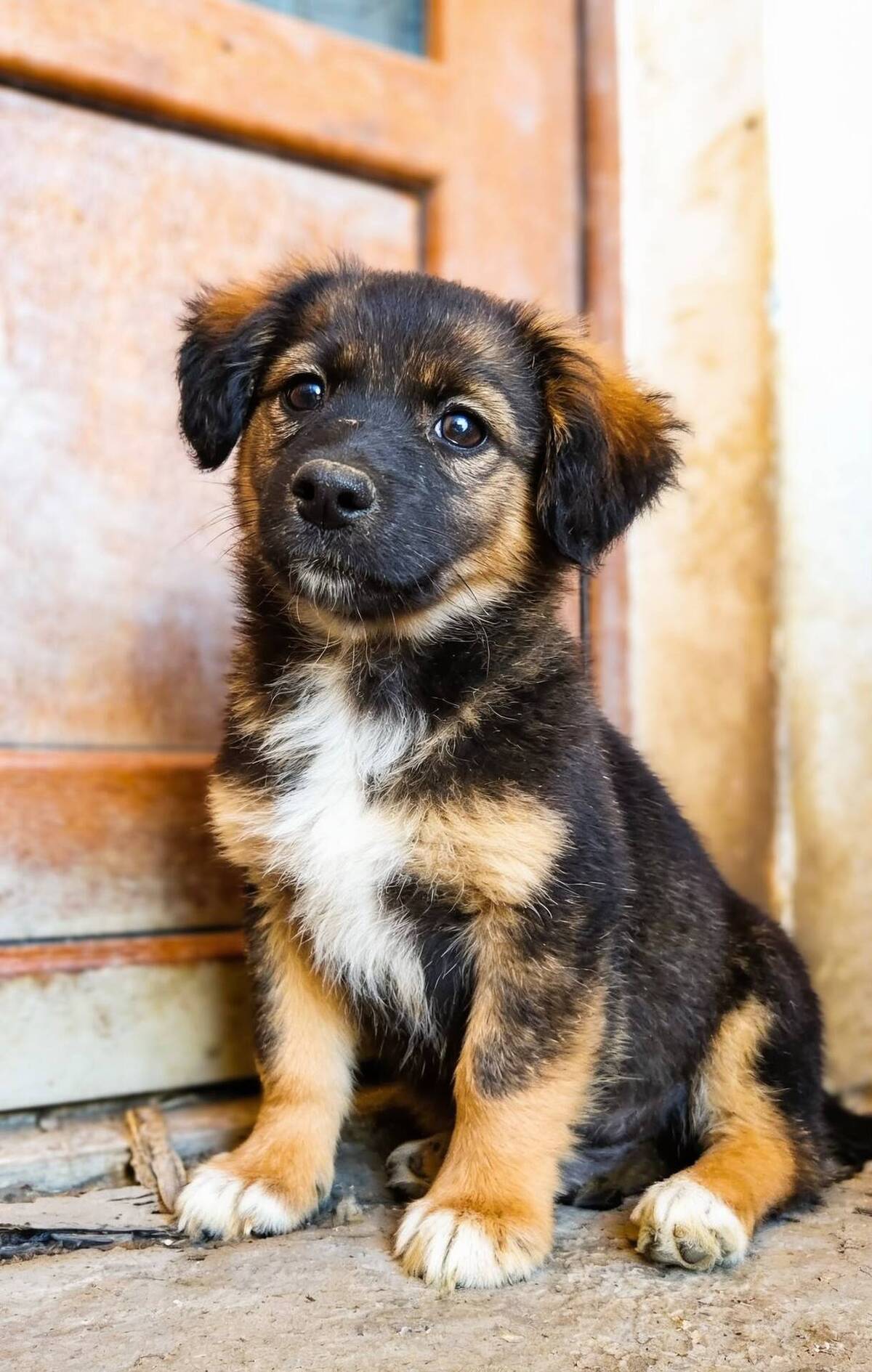 Adoption Jack