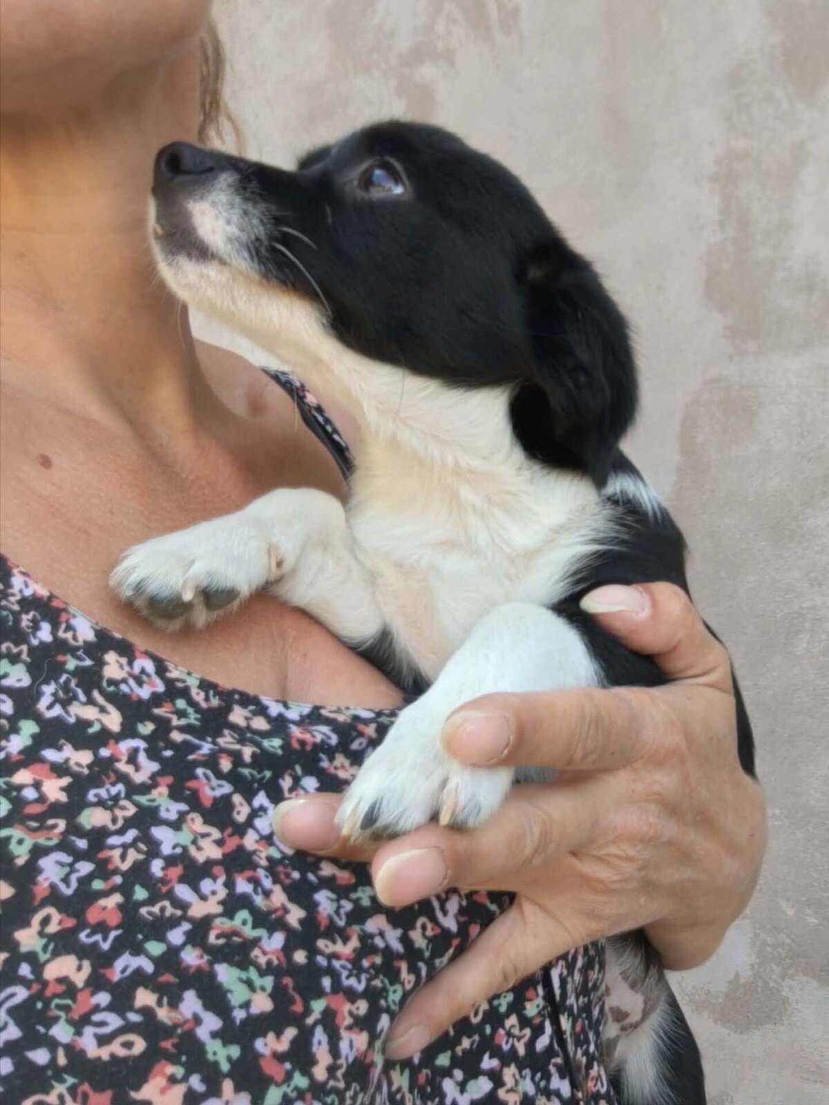 Adoption Moka