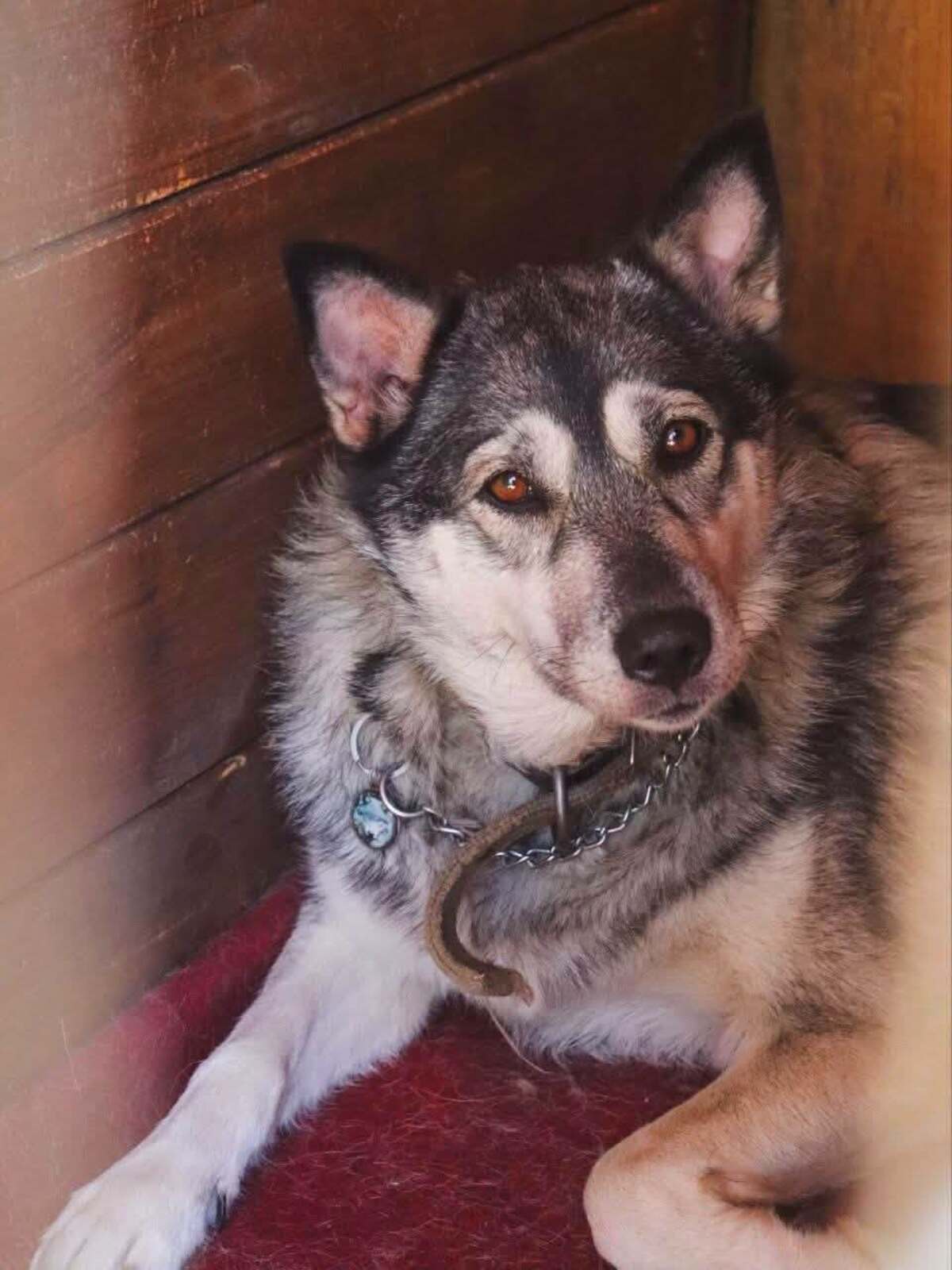 Adoption Amie